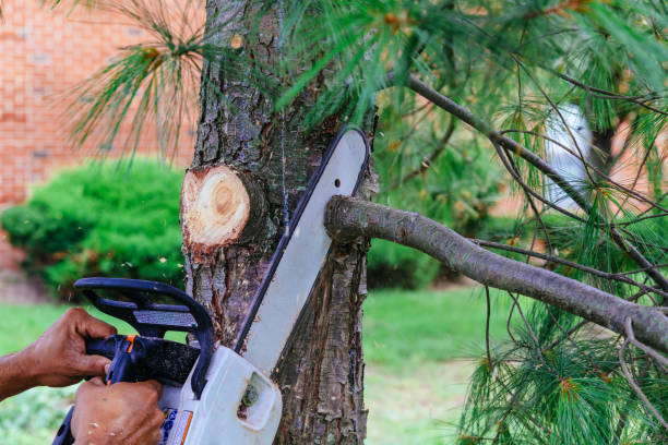 How Our Tree Care Process Works  in Kimberling City, MO